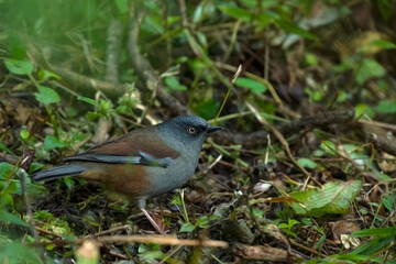 Maroon-backed Accentor foraging at dusk on Himalayan forest floor