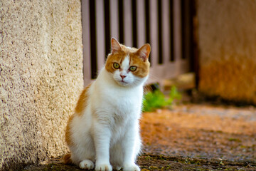 Cute, thoughtful cat © ELIAS