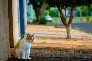 Cute, thoughtful cat © ELIAS