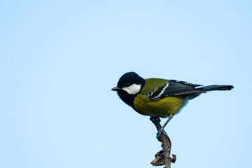 Green-backed Tit perched on dead branch in a remote Himalayan village