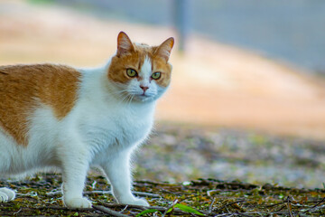 Cute, thoughtful cat © ELIAS
