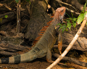 Green Iguana in Costa Rica