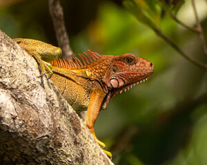 Green Iguana in Costa Rica
