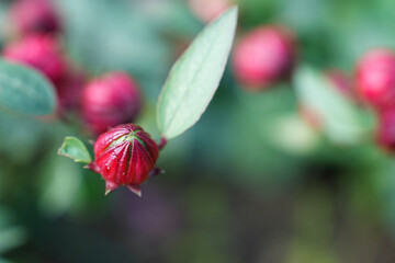 ハイビスカスローゼルの赤い実
