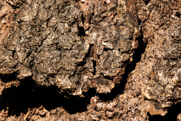 Close-Up Texture of Rough Bark on an Ancient Tree Trunk
