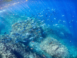 ホウライヒメジ, Whitesaddle goatfish, Parupeneus ciliatus, ニザダイ, Sawtail, Prionurus scalprum, メジナ, Largescale Blackfish, Girella punctata, オヤビッチャ, Sergeant Major, Abudefduf vaigiensis, 他の群れ。 ヒリゾ浜南伊豆町中木