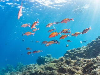 ホウライヒメジ, Whitesaddle goatfish, Parupeneus ciliatus, ニザダイ, Sawtail, Prionurus scalprum, メジナ, Largescale Blackfish, Girella punctata, オヤビッチャ, Sergeant Major, Abudefduf vaigiensis, 他の群れ。 ヒリゾ浜南伊豆町中木
