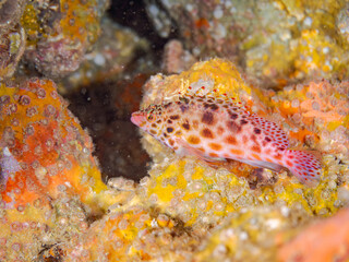 ヒメゴンベ, Coral hawkfish, Cirrhitichthys oxycephalus, ゴンベ科,
他の群れ。
ヒリゾ浜南伊豆町中木
静岡県伊豆半島-2025
日本有数のシュノーケリングスポット。
夏の数カ月間だけ渡し船で行ける。
水質透明度魚影が素晴らしい。

