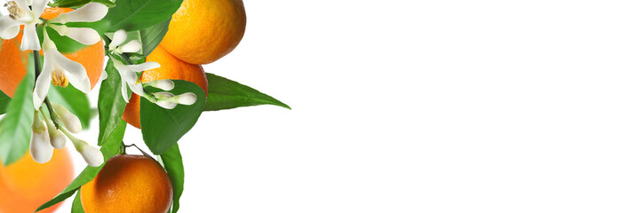 Ripe tangerines on branches with green leaves and flowers against white background. Banner design