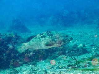 高級魚。
クエ, Longtooth grouper, Epinephelus bruneus, ハタ科,
他の群れ。
ヒリゾ浜南伊豆町中木
静岡県伊豆半島-2025
日本有数のシュノーケリングスポット。
夏の数カ月間だけ渡し船で行ける。
水質透明度魚影が素晴らしい。
