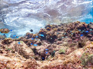 Obraz premium キンギョハナダイ, ハナダイ亜科, Sea Goldie, Pseudanthias squamipinnis, ソラスズメダイ, スズメダイ科, Heavenly Damselfish, Pomacentrus coelestis, 他の群れ。 ヒリゾ浜南伊豆町中木 静岡県伊豆半島-2025 日本有数のシュノーケリングスポット。 夏の数カ月間だけ渡し船で行ける。 水質透明度魚影が素晴らしい。 
