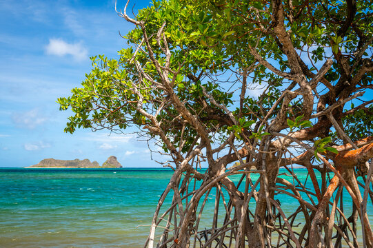 Mangrove trees and tropical turquoise waters of Hermitage seascape on Carriacou in the West Indies