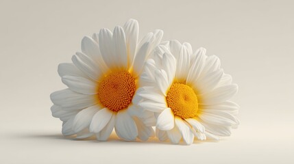 Obraz premium Two daisies with white petals & bright yellow centers against a light beige background