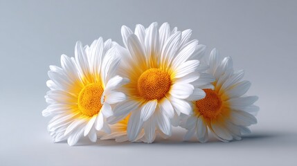 Obraz premium Three pristine daisy flowers displaying bright yellow centers against a serene, light gray backdrop