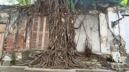 an antique and vintage looking tree root house full of history in Semarang Indonesia