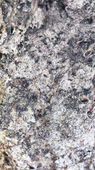 Beautiful wood root texture suitable for wallpaper and illustration