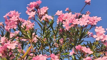 Butter flower, oleander or Japanese flower (Nerium oleander) is a shrub plant belonging to the Apocynaceae family originating from northern Africa, the eastern Mediterranean and also Southeast Asia.
