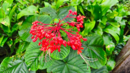 close up of red pagoda flowers or clerodendrum splendens with blurry background
