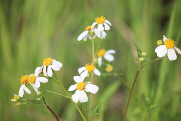 close up of ketul flowers or bidens pilosa and bidens alba which are blooming and beautiful