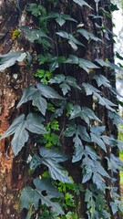 green leaves of hedera helix climbing