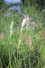 Close up Imperata cylindrica flowers or cogongrass flowers blowing in the wind