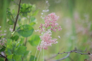 Close up Imperata cylindrica flowers or cogongrass flowers blowing in the wind