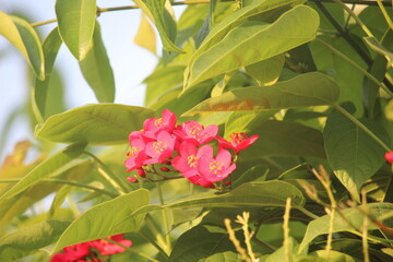 Peregrina flower (Jatropha integerrima) commonly known as peregrina or spicy jatropha