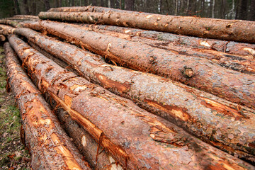 Logging timber industry. Deforestation environmental problem. Stack of cut wood. Agriculture and forestry theme. Nature and wood. Tree log in the forest. Stack of chopped wood. Wood fuel