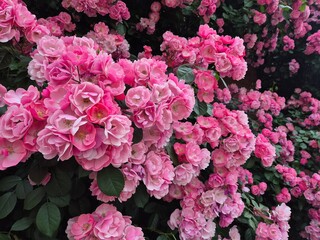 bush of pink roses