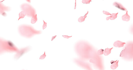 Cherry blossom petals sway in the wind. Isolated on alpha background. 3D rendering.