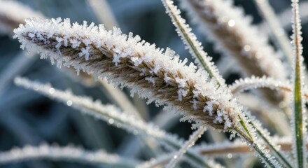 Close-up of frost-covered seed head, delicate icy crystals sparkle