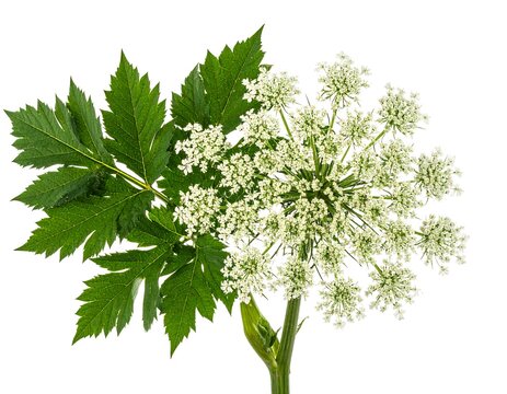 Elegant Queen Anne's Lace flower with detailed white umbel blossoms and green fern-like leaves