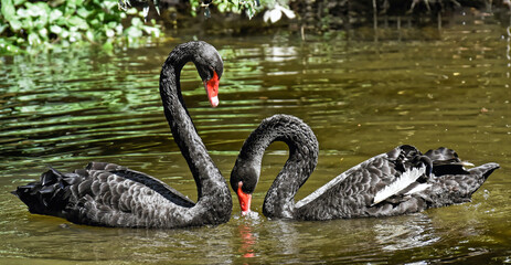 black swan on the lake