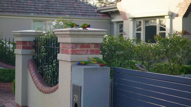 A colorful group of parrots perched on a wall, interacting and preening in a vibrant outdoor setting full of life and movement.
