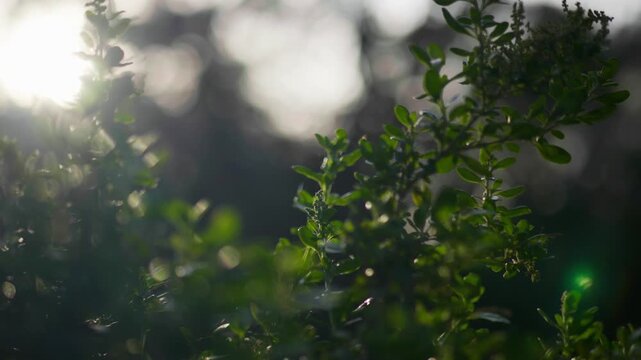 Sunlight filters through dense bushes, creating a warm glow and highlighting leaves, branches, and textures in a peaceful natural setting.