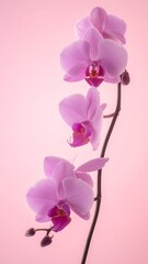 Elegant, vertical orchid stem with blossoms against a soft, pink background in studio shot