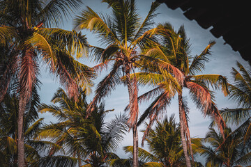 low-angle portrait of a group of palm trees