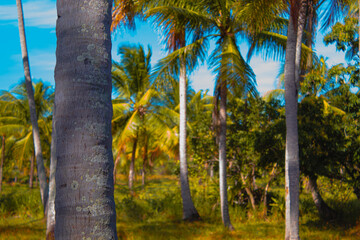portrait of a coconut palm forest with space for text on the right