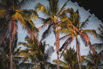 low-angle portrait of a group of palm trees