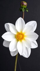 Elegant white flower with yellow center and green bud on a dark gray background