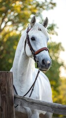 Elegant white horse stands gracefully behind a wooden fence in a verdant pasture