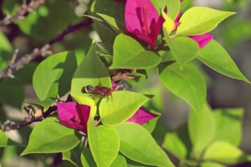 Fototapeta premium Common paper wasp (Ropalidia fasciata) on leaf