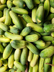 Large fresh cucumbers for vegetable wholesale supply. Green cucumber harvest for grocery retail business. Organic cucumber batch for salad production. Raw cucumber stock for healthy food distribution