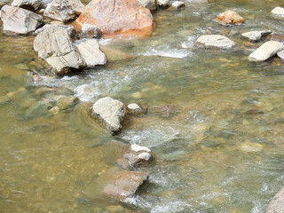 River flowing in the forest