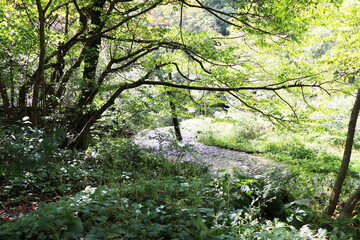 鳥取県　日野郡　江府町　奥大山　木谷沢渓流