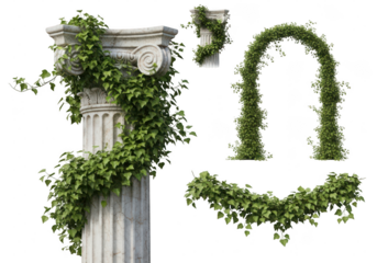 Creeper Ivy Stem Natural Alignment isolated on white background