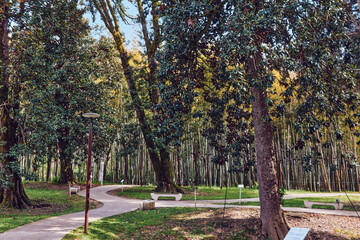 Naklejka premium Park with tall trees and winding path, benches and lampposts in a quiet forest setting, sunlight filtering through leaves for peaceful nature walk and outdoor relaxation.