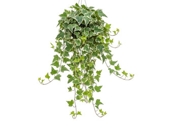 Naklejka premium Ivy Creeper Leaf Line Macro Style isolated on white background