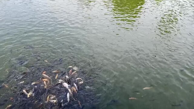 Fish in the pond being fed