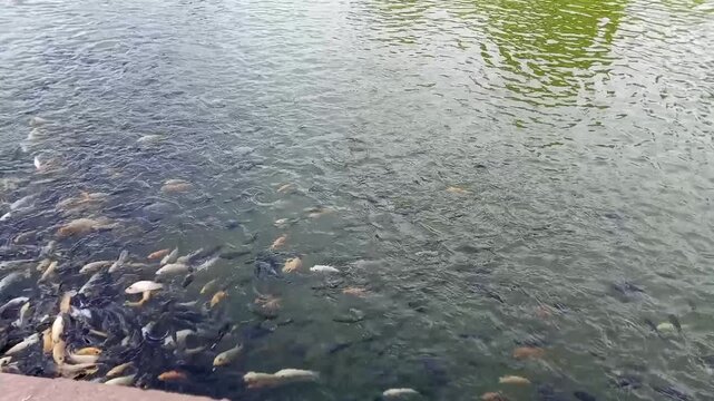 Fish in the pond being fed